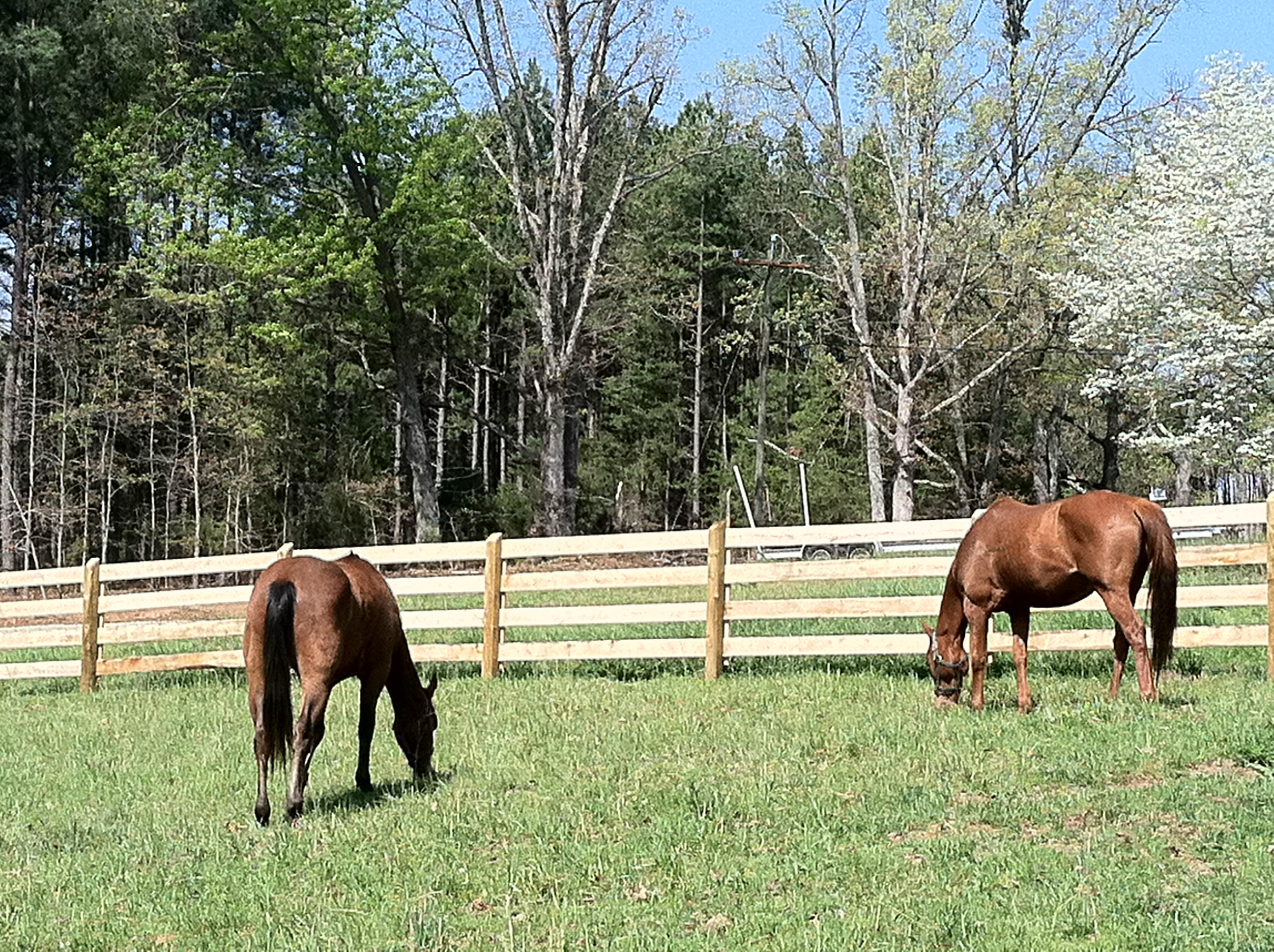 220 Ashmeade Road Moneta, VA 24121 - Photo 21 of 52 Horses