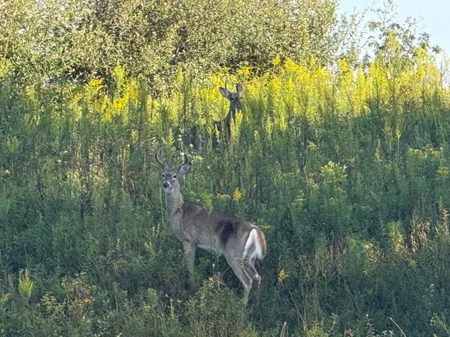 $690,000 | 5414 Bordman Road, Leonard, MI 48367