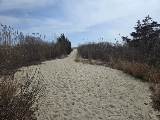 a view of a dry yard with trees in the background