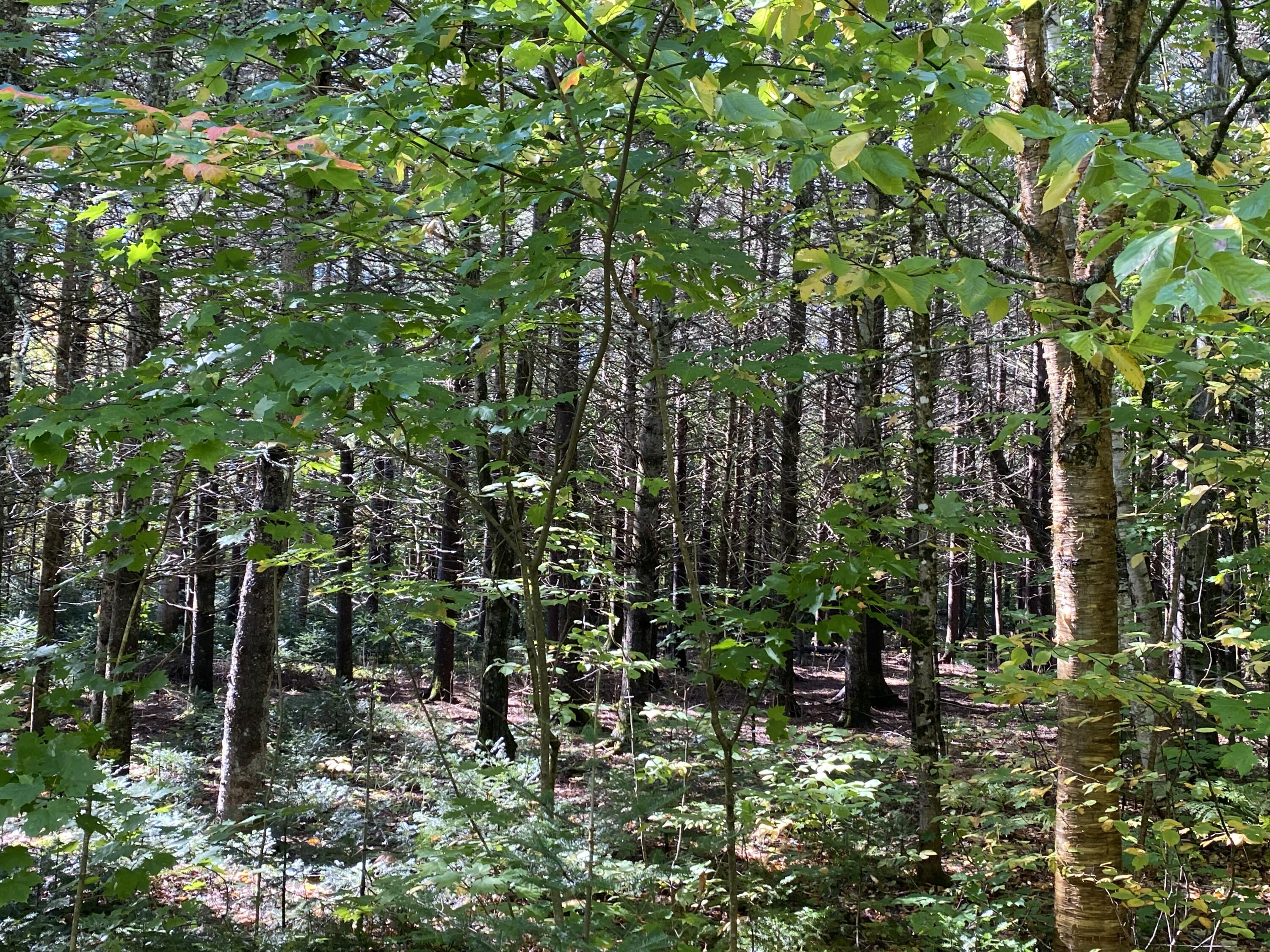 6 Sugartree Road St. David, ME 04773 - Photo 13 of 18 IMG_7280