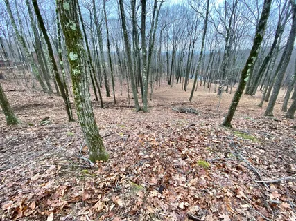 a view of a yard with a tree