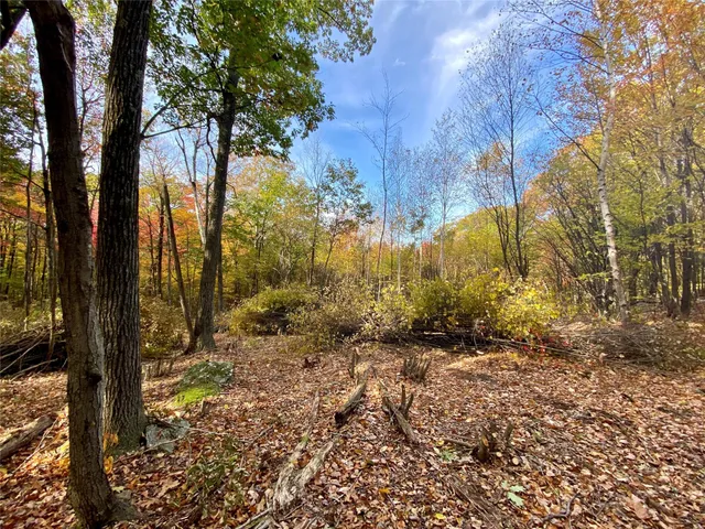 a view of backyard of green space