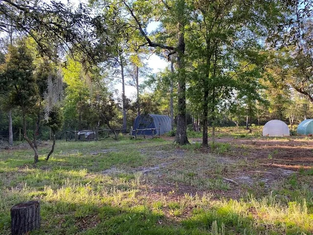 a view of a yard with large trees