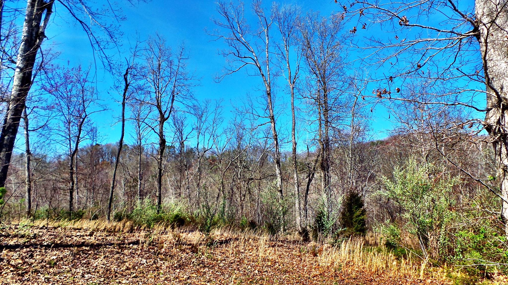 9733 Hidden Branch Lane Heiskell, TN 37754 - Photo 2 of 7 IMG_2195