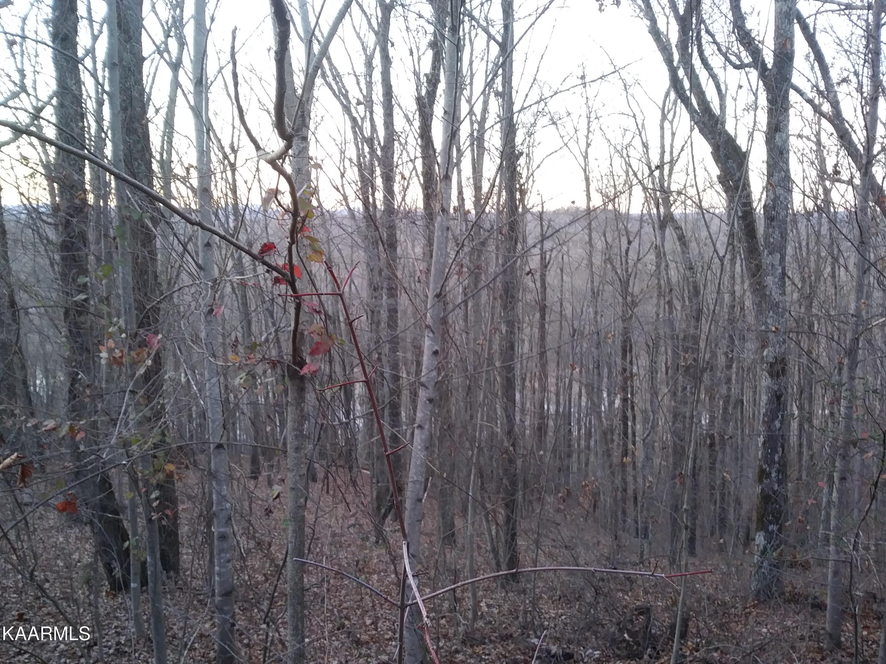 338 Lakewood Village Road Spring City, TN 37381 - Photo 12 of 16 20211223_172723