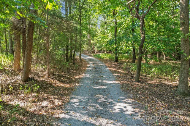 a view of a forest with trees