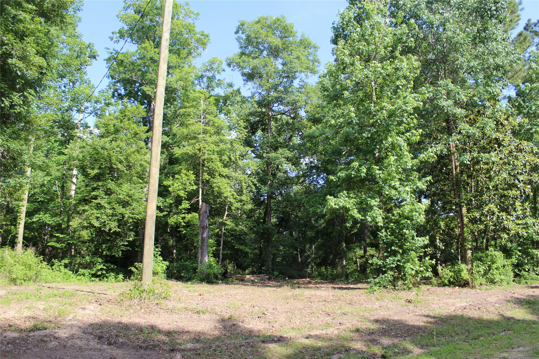 400 Carson Roberson Road Livingston, TX 77351 - Photo 8 of 19 a view of a yard covered with trees