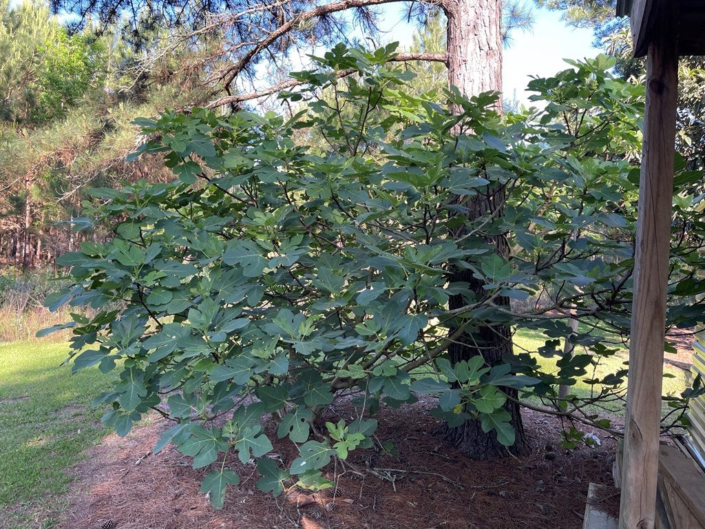 17862 State Rte 188 Coolidge, GA 31738 - Photo 45 of 72 Fig Tree