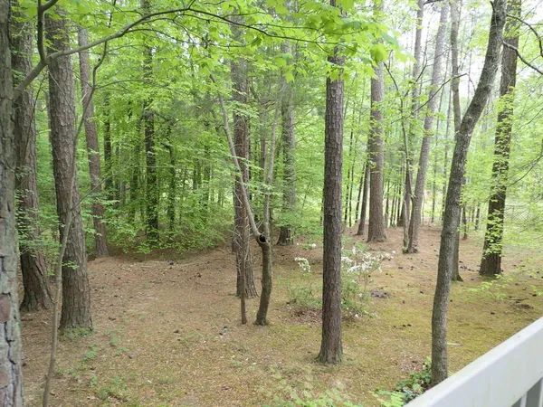 a view of a forest view