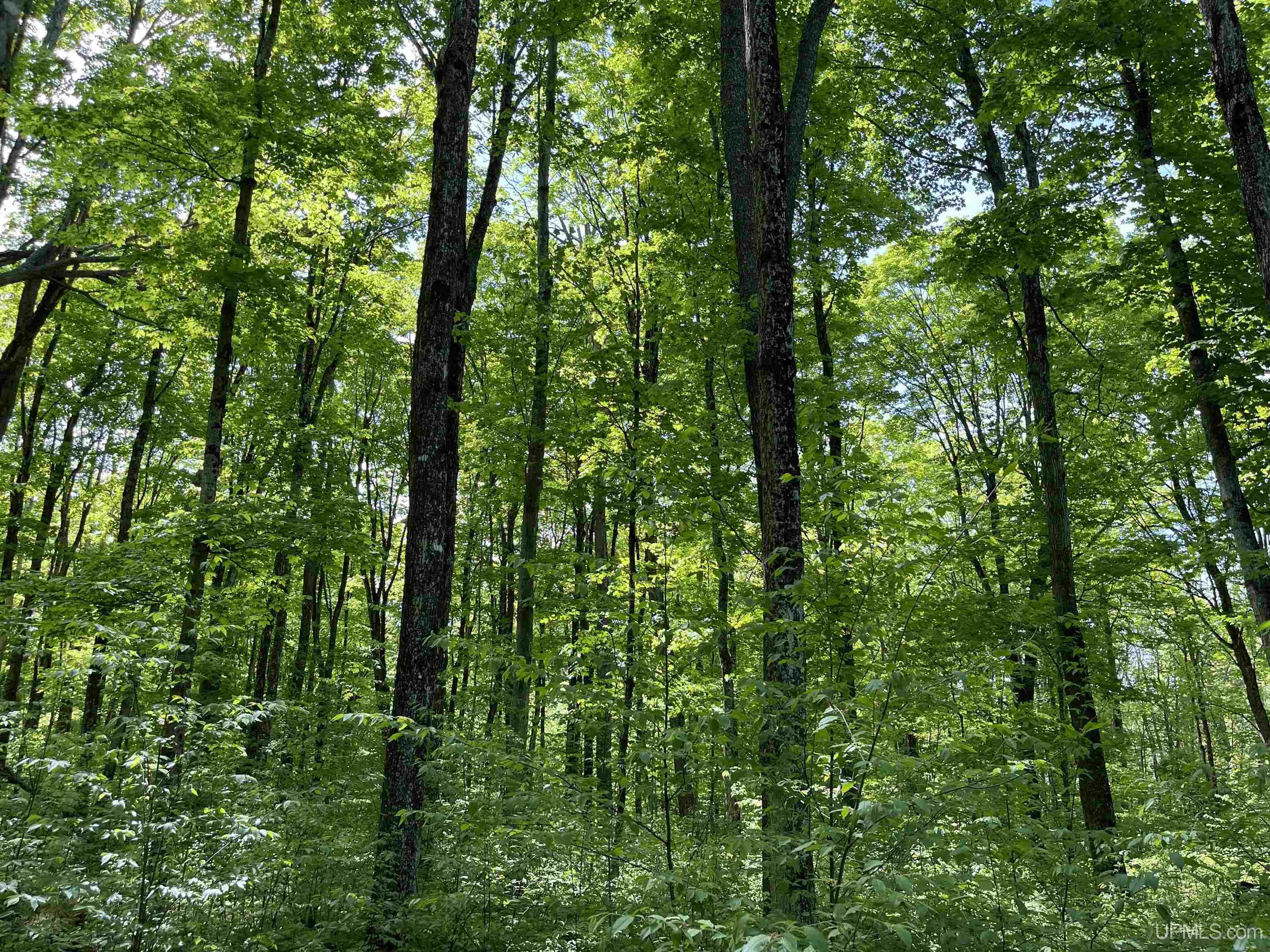 Tbd Tbd Banking Ground Road Germfask, MI 49836 - Photo 24 of 36