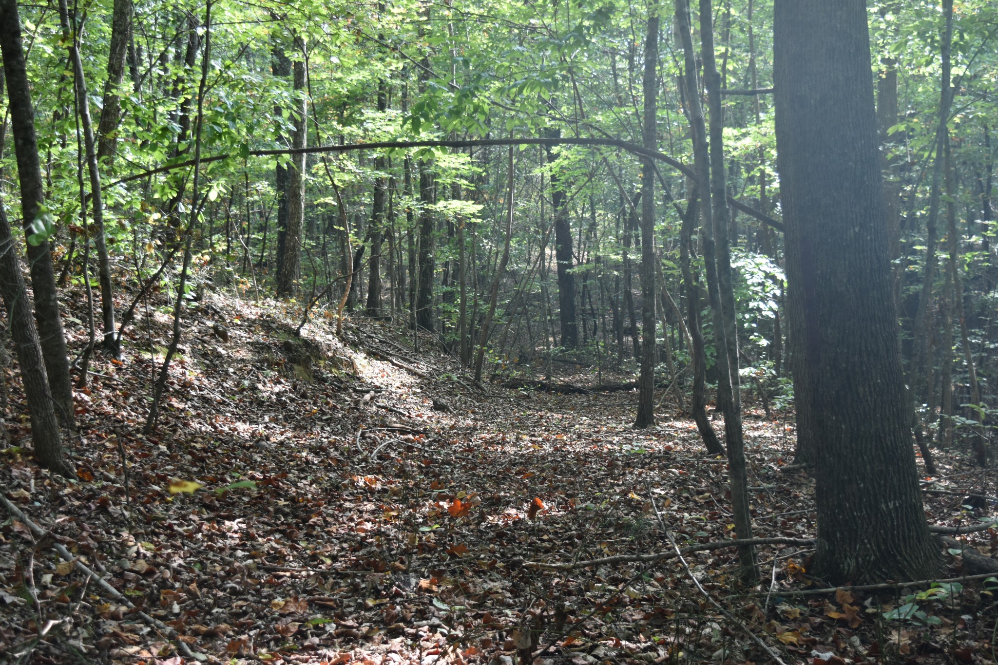 0 Stage Coach Road Sewanee, TN 37375 - Photo 28 of 50 Gallery Image 28