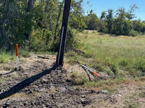 a view of a forest filled with trees
