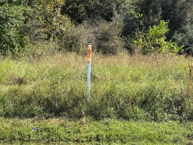 a view of a yard with large trees