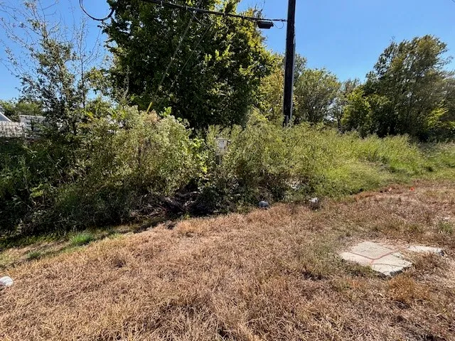 a view of a yard with plants and a tree