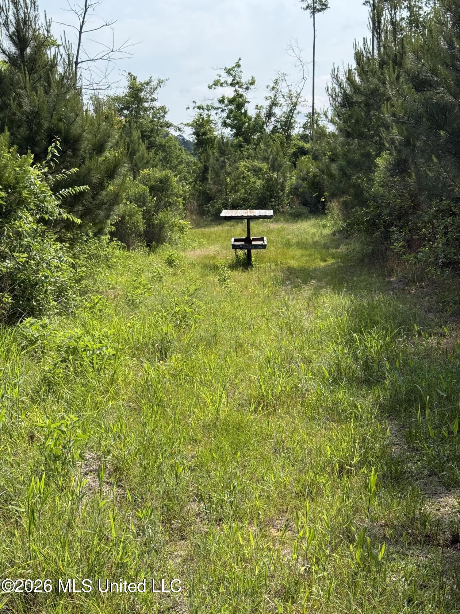 Scales Road Morton, MS 39117 - Photo 11 of 31 IMG_4644