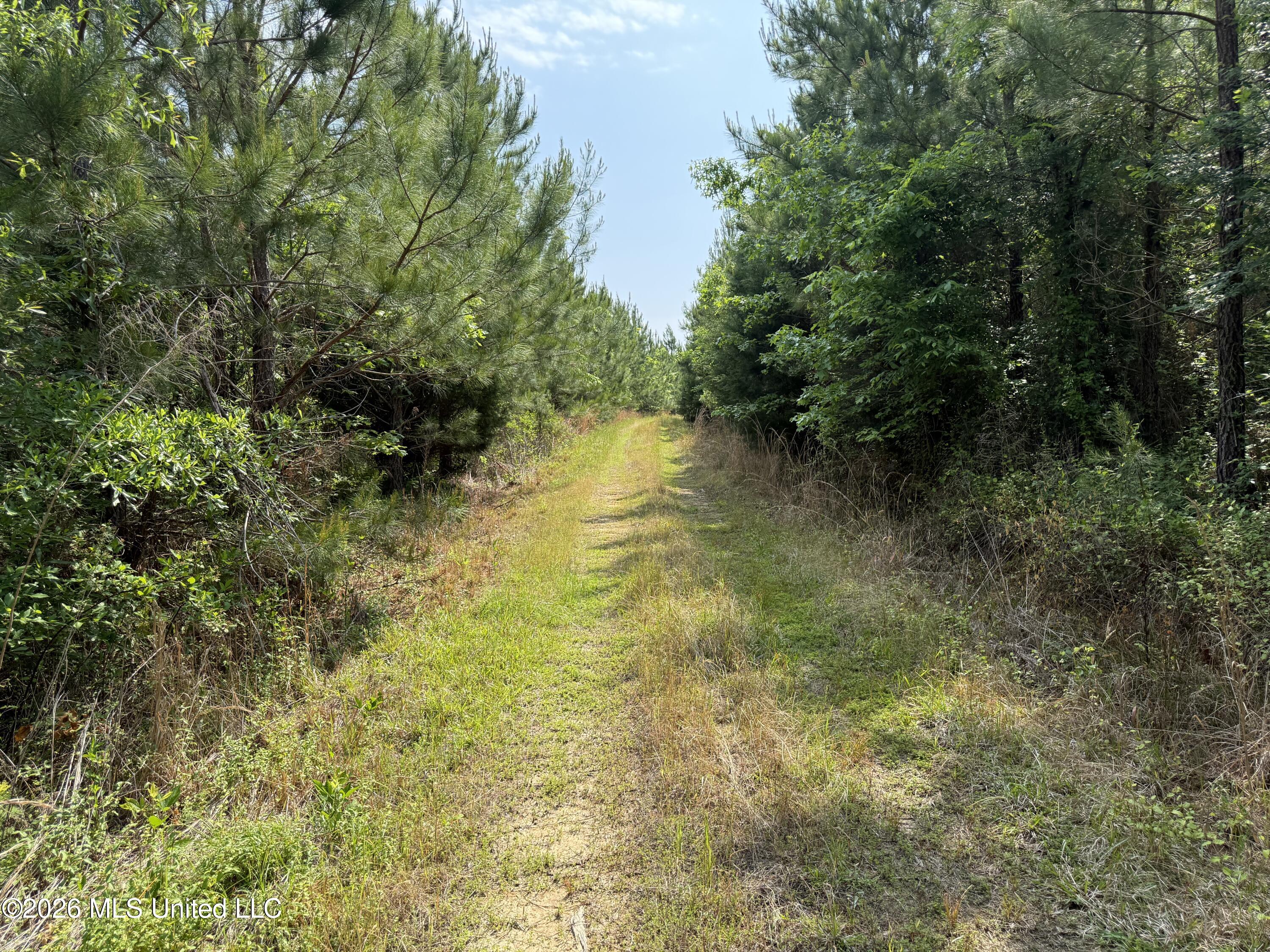 Scales Road Morton, MS 39117 - Photo 6 of 31 IMG_4682