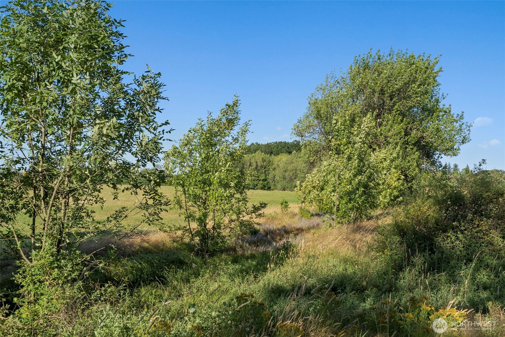 0 Rakoz Road Toledo, WA 98591 - Photo 16 of 16 a view of a forest