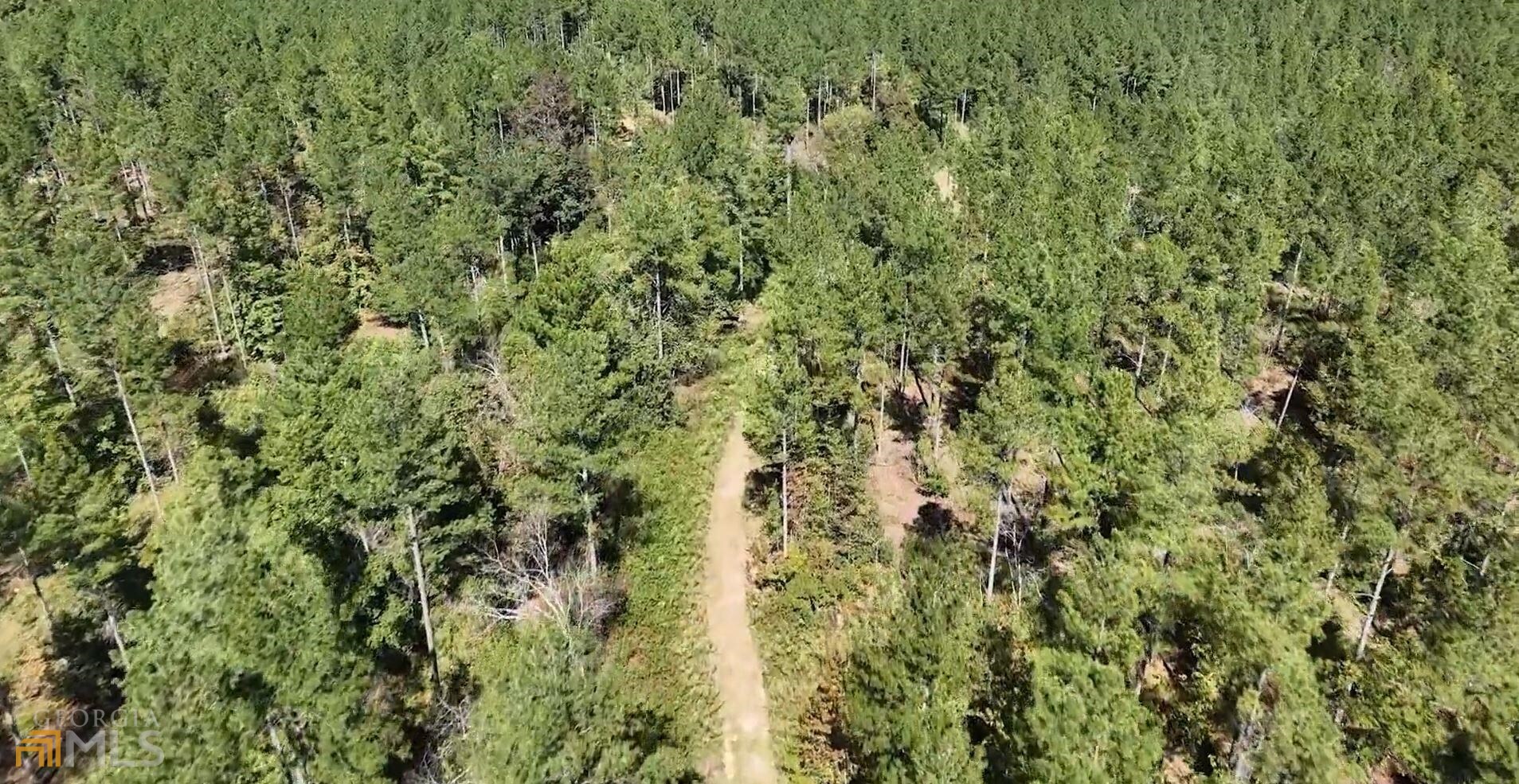 a view of a forest with a tree