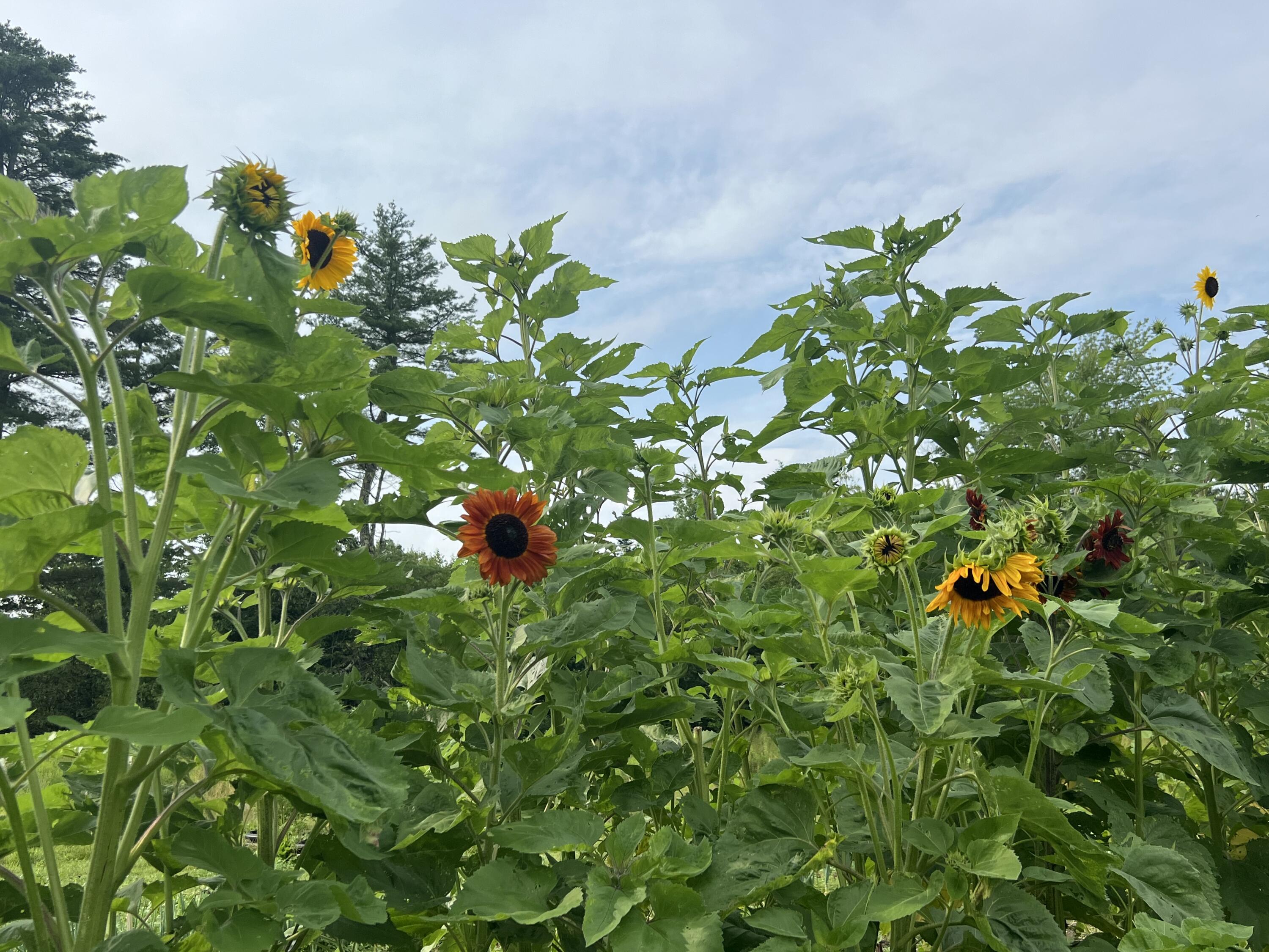 1465 Waterville Road Belfast, ME 04915 - Photo 24 of 31 Sunflowers