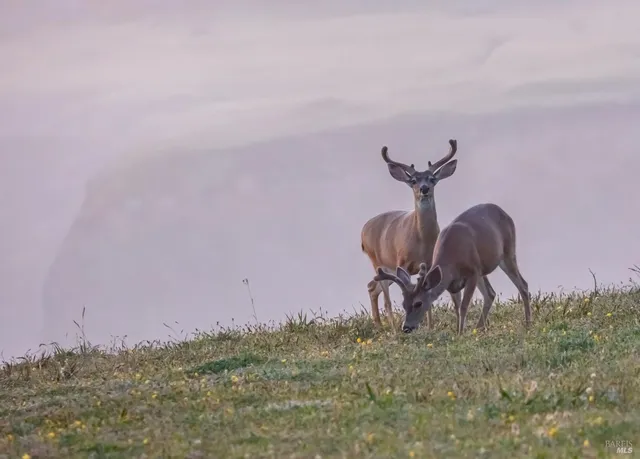 $1,100,000 | 146 White Fir Wood, Unit 29A, The Sea Ranch, CA 95497