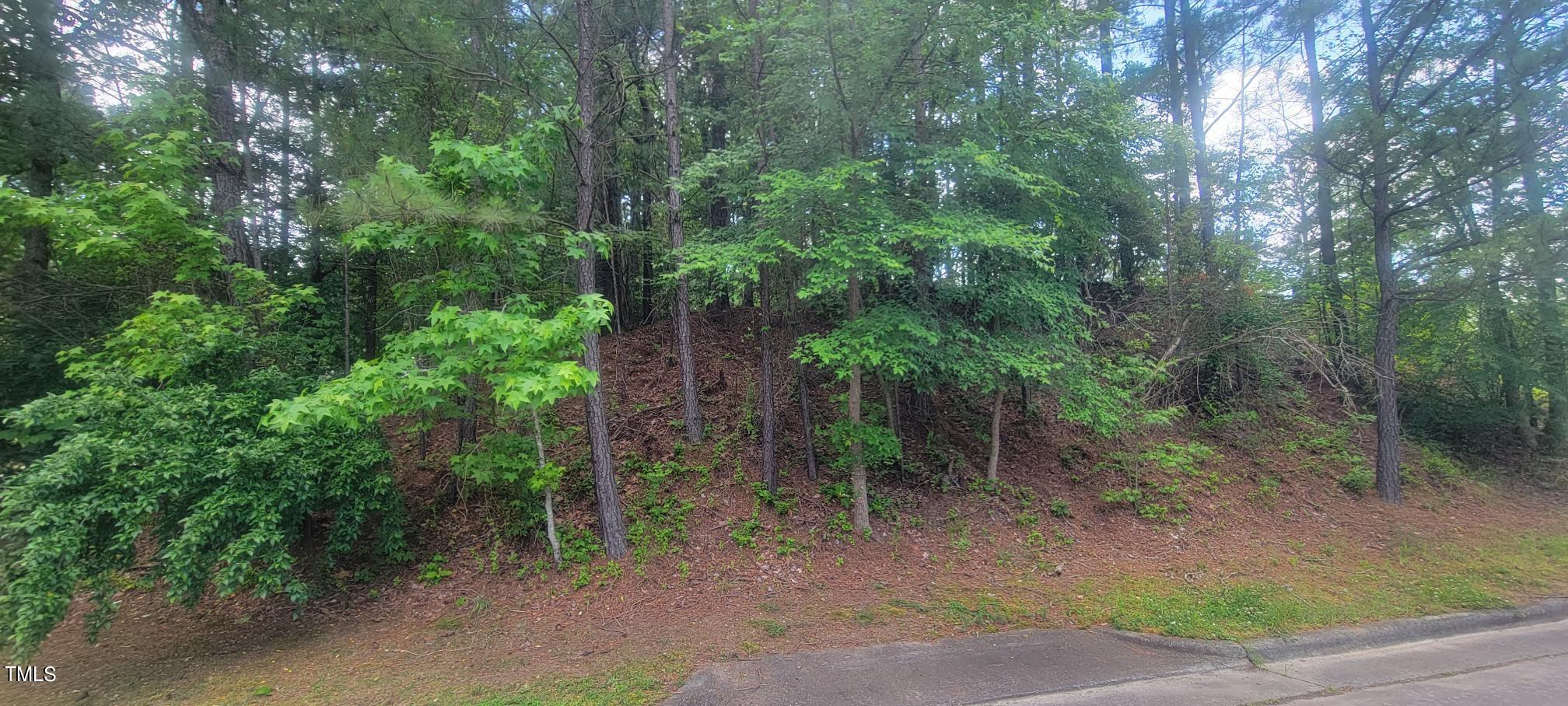 a view of a forest with trees in the background
