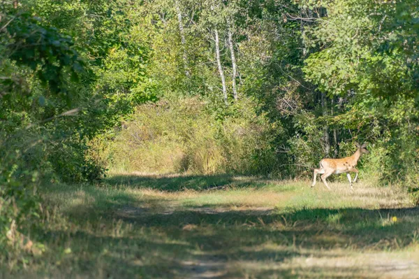 $3,200,000 | 1231 Manor Road, Omer, MI 48749