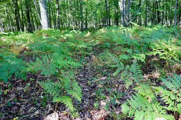 $3,200,000 | 1231 Manor Road, Omer, MI 48749