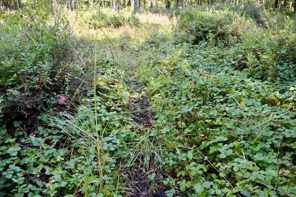 $3,200,000 | 1231 Manor Road, Omer, MI 48749