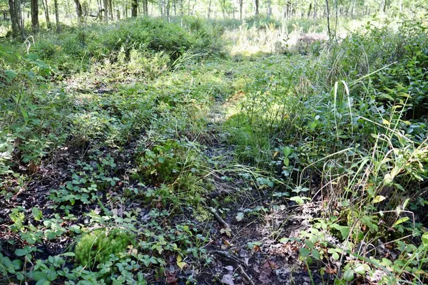 $3,200,000 | 1231 Manor Road, Omer, MI 48749