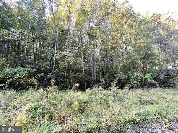 a view of a lush green forest next to a tree
