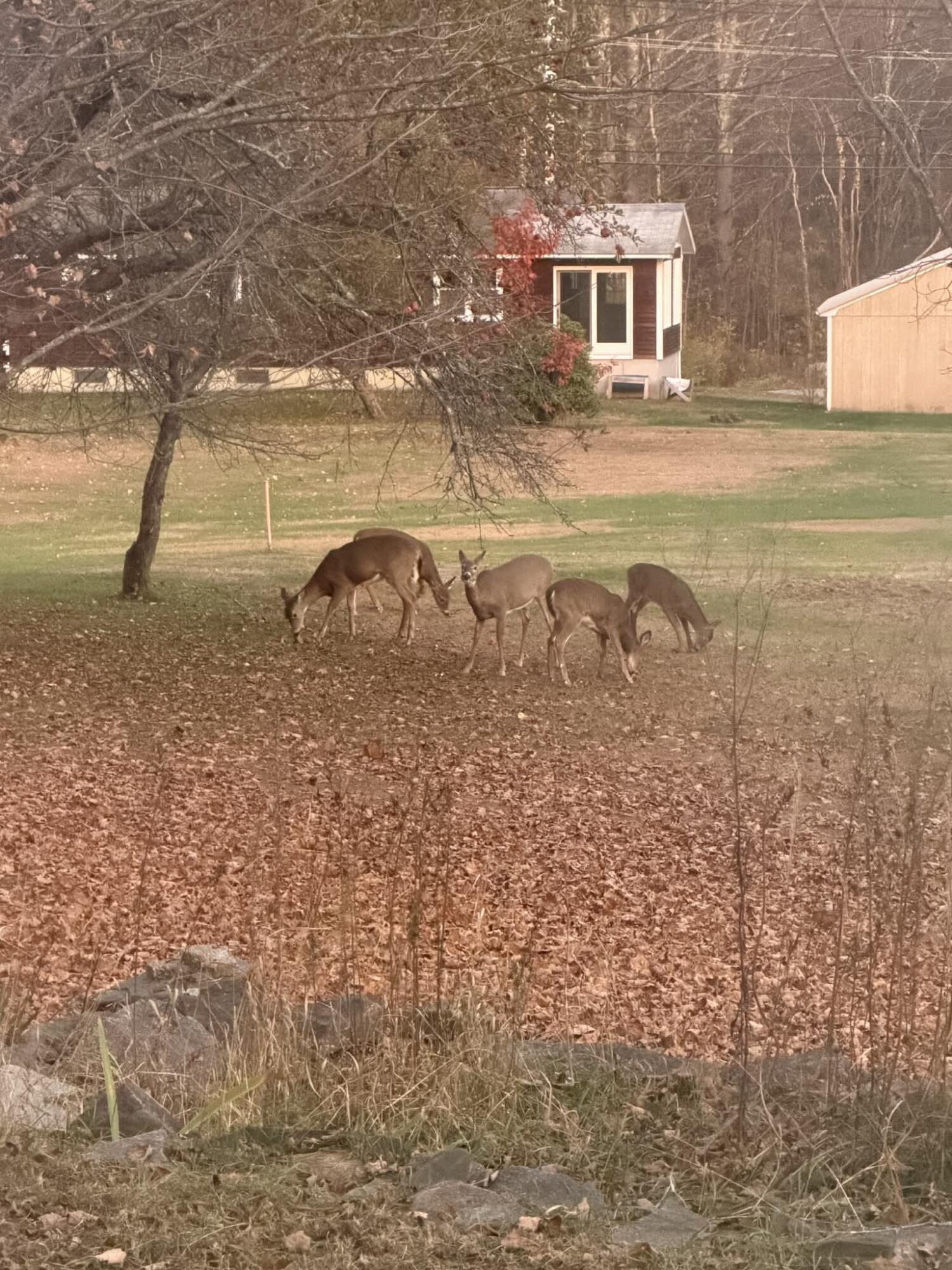 224 Main Street Springvale, ME 04083 - Photo 42 of 52 Backyard Wildlife