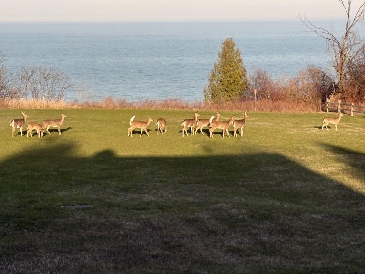 1270 Lake Shore Road Grafton, WI 53024 - Photo 84 of 99 Endless Wildlife Abounds