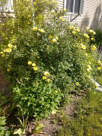 $239,900 | 701 Douglas Avenue, Henning, MN 56551