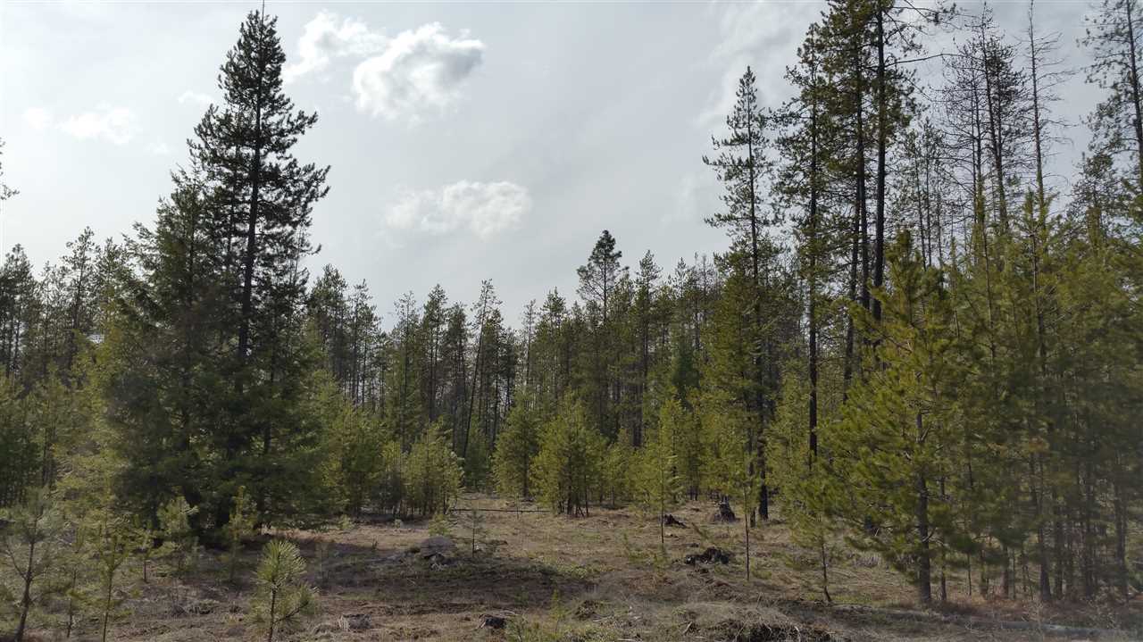 3803 East Jump Off Road Loon Lake, WA 99148 - Photo 3 of 19