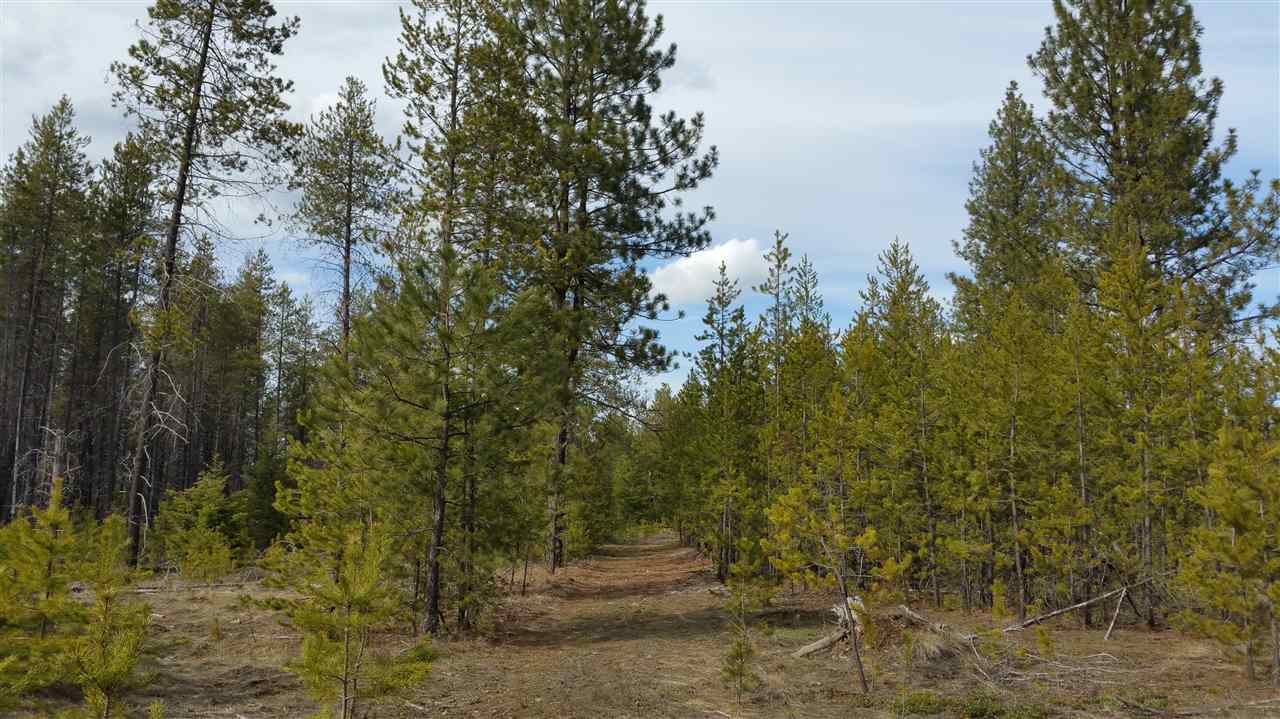 3803 East Jump Off Road Loon Lake, WA 99148 - Photo 6 of 19