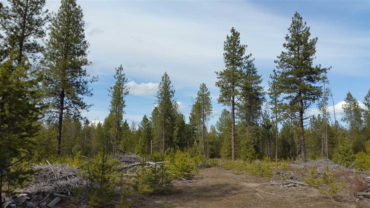 3803 East Jump Off Road Loon Lake, WA 99148 - Photo 7 of 19
