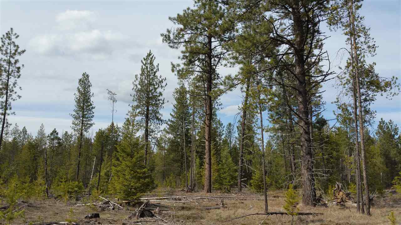 3803 East Jump Off Road Loon Lake, WA 99148 - Photo 8 of 19