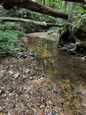 a view of a trees with a yard