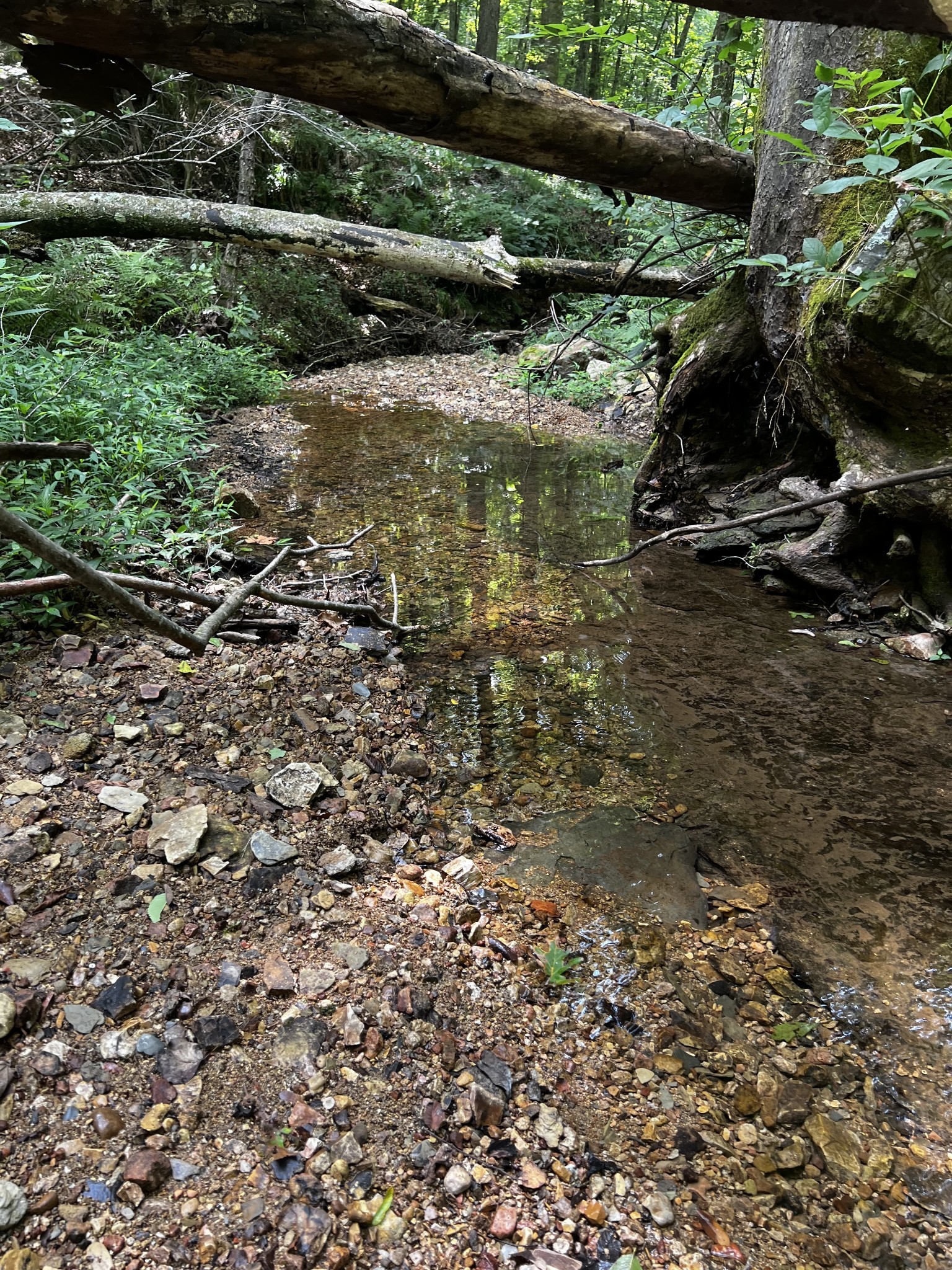 0 Hughes Hollow Road Lawrenceburg, TN 38464 - Photo 11 of 80