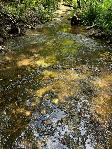 a view of a forest with a tree