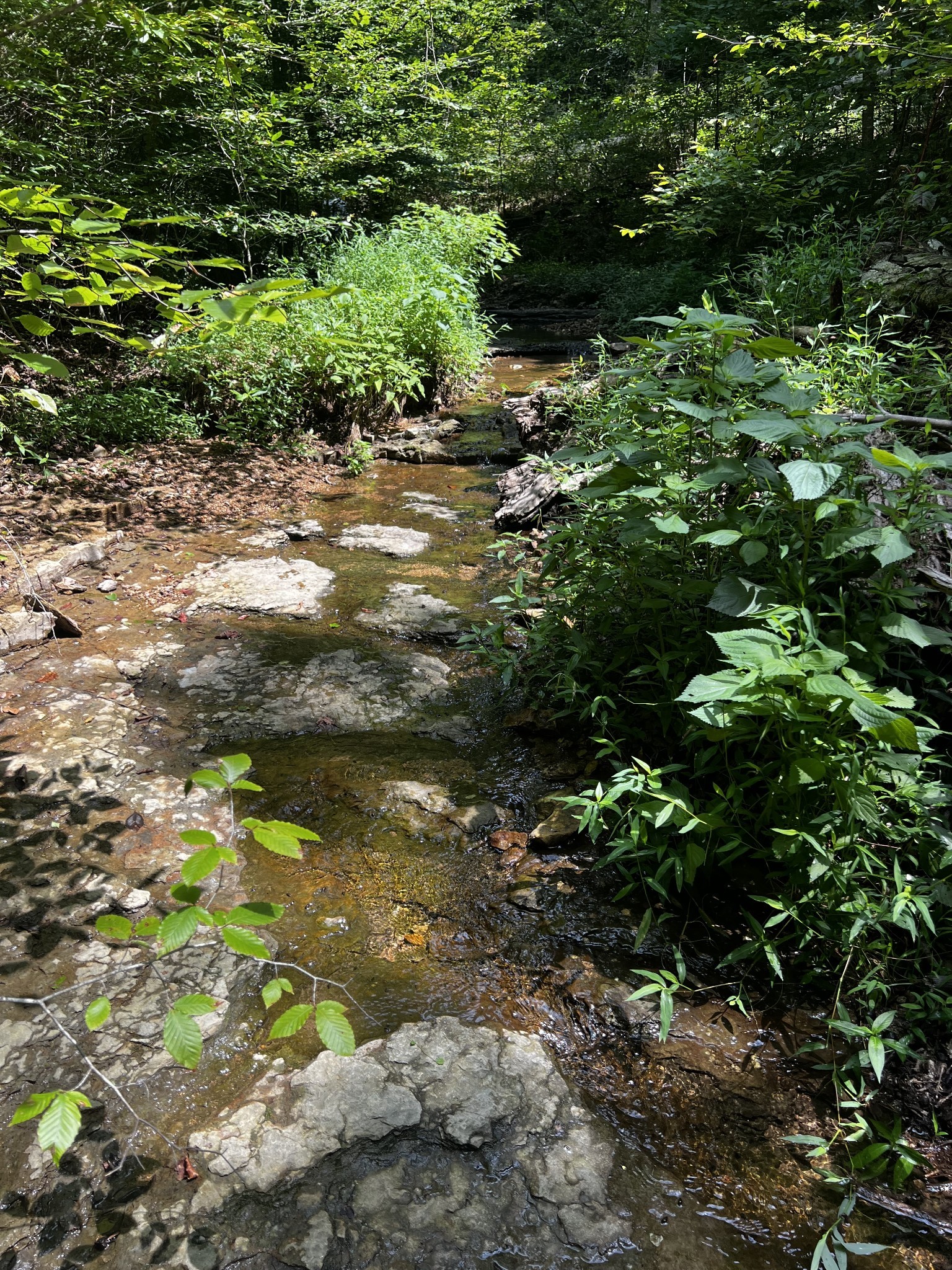 0 Hughes Hollow Road Lawrenceburg, TN 38464 - Photo 13 of 80