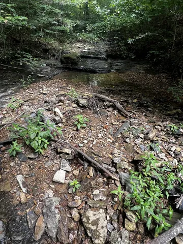 a view of a forest with trees in the background