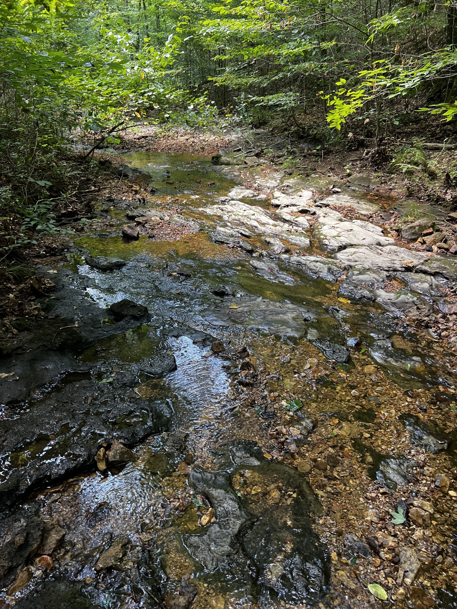 0 Hughes Hollow Road Lawrenceburg, TN 38464 - Photo 15 of 80 a view of a yard with plants and tree