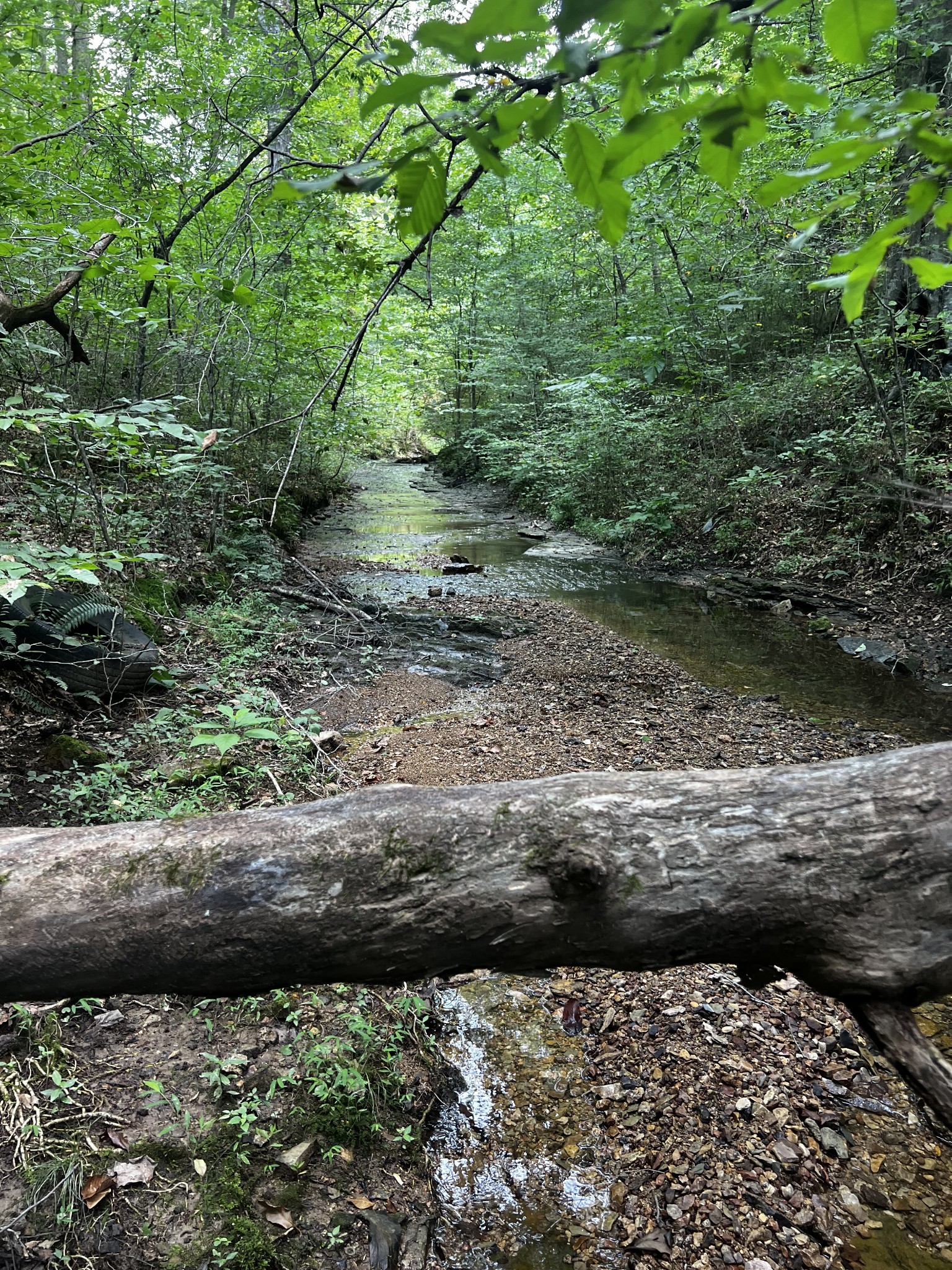 0 Hughes Hollow Road Lawrenceburg, TN 38464 - Photo 16 of 80 a view of a yard with plants and a bench