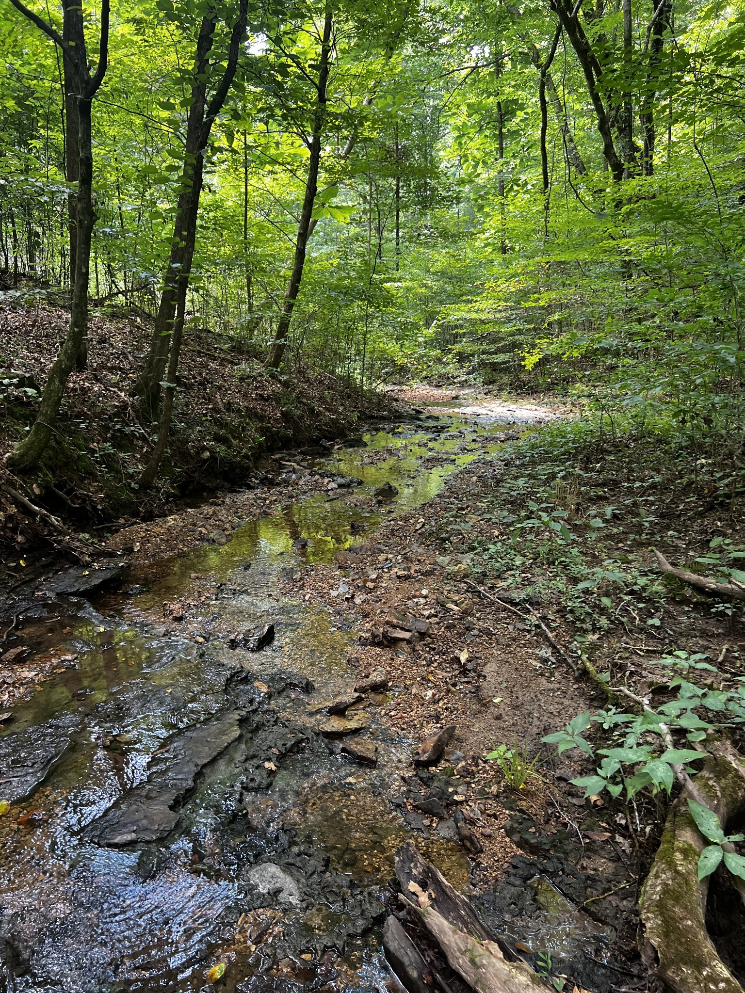 0 Hughes Hollow Road Lawrenceburg, TN 38464 - Photo 17 of 80 a view of a trees with a yard