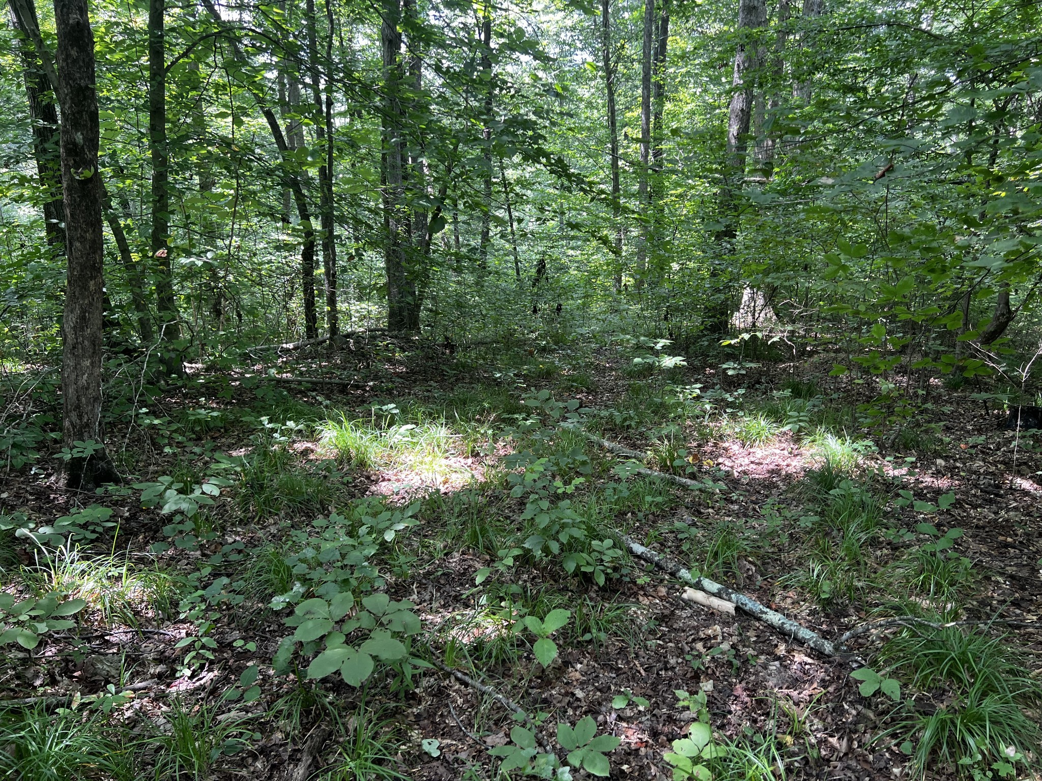 0 Hughes Hollow Road Lawrenceburg, TN 38464 - Photo 19 of 80 a view of a forest with a tree