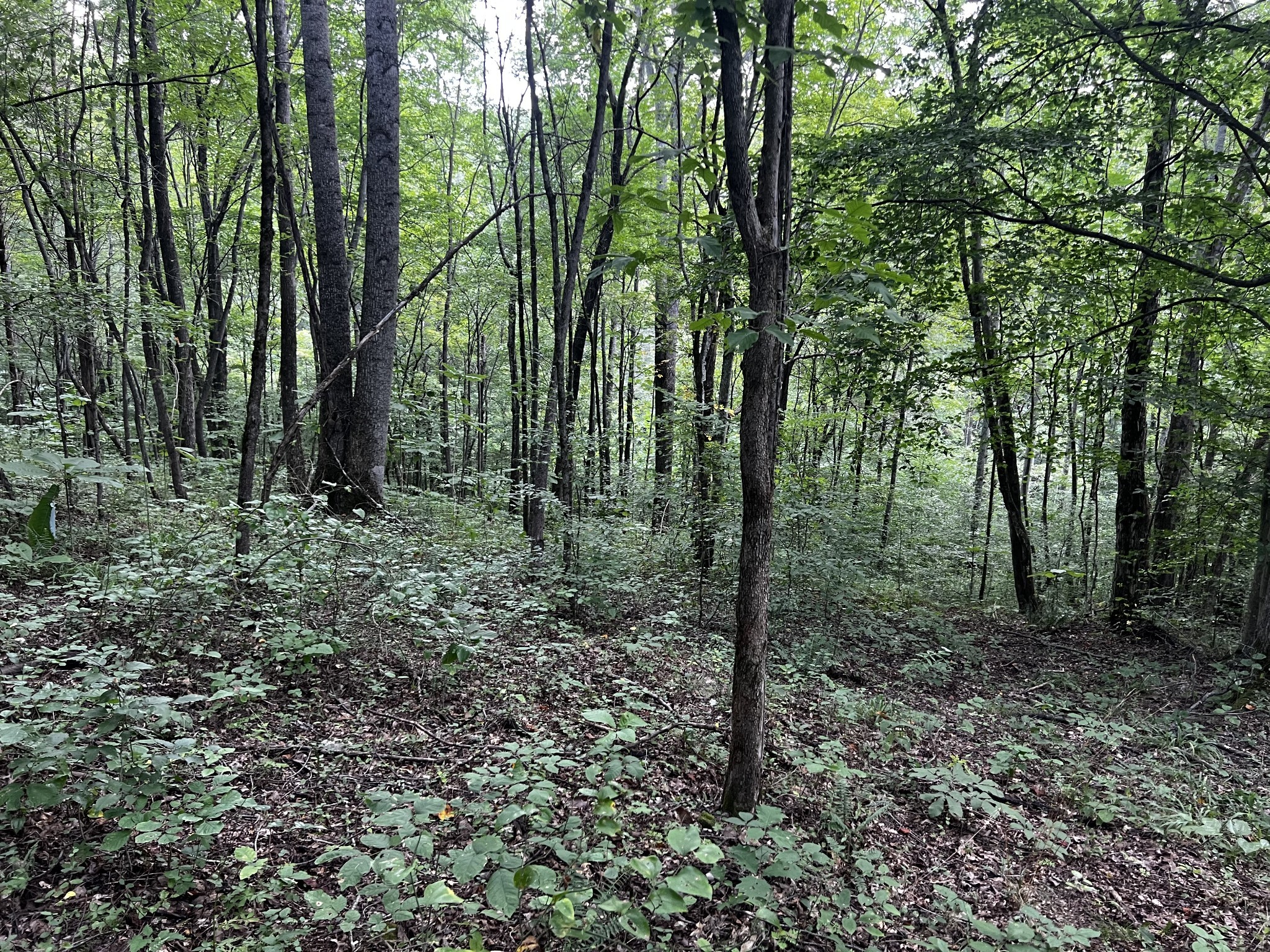 0 Hughes Hollow Road Lawrenceburg, TN 38464 - Photo 20 of 80 a view of a forest with trees in the background