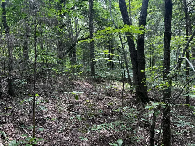 a view of a large yard with lots of green space