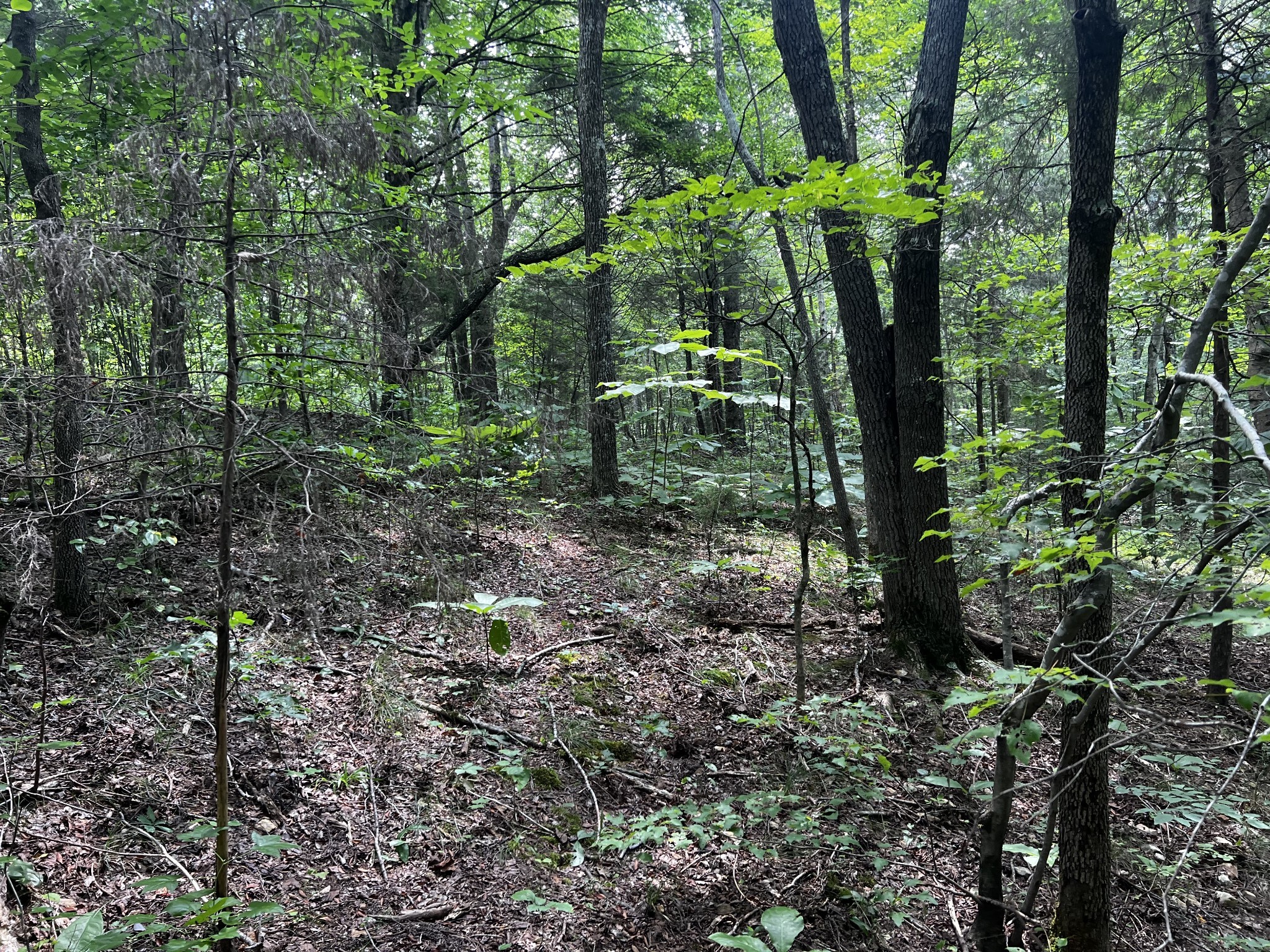 0 Hughes Hollow Road Lawrenceburg, TN 38464 - Photo 22 of 80 a view of trees in the forest