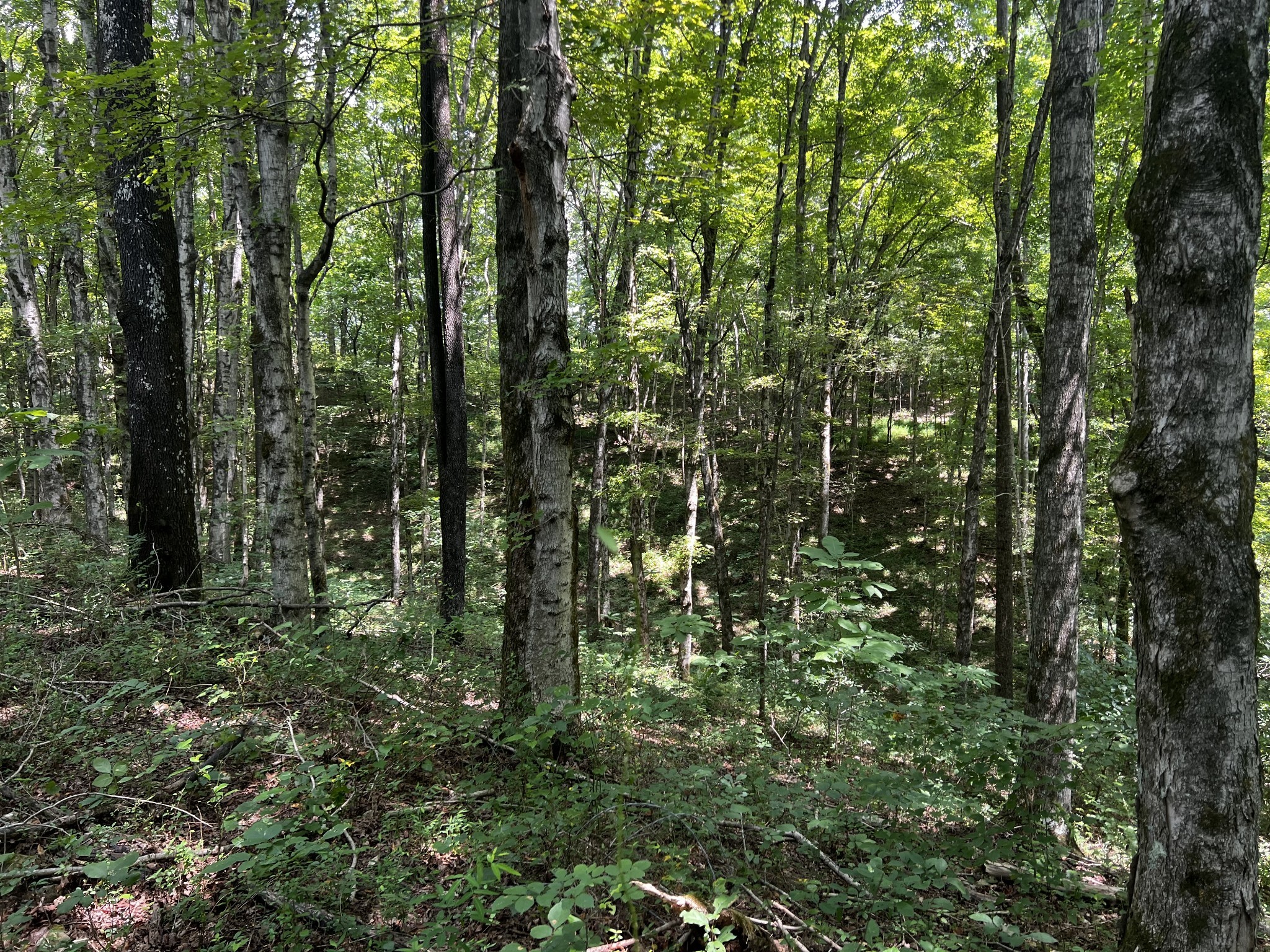 0 Hughes Hollow Road Lawrenceburg, TN 38464 - Photo 23 of 80 a view of outdoor space and green space